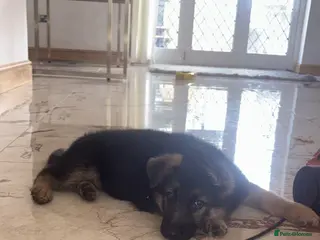 German Shepherd dogs Family reared Gsd males ready! - Advert 4