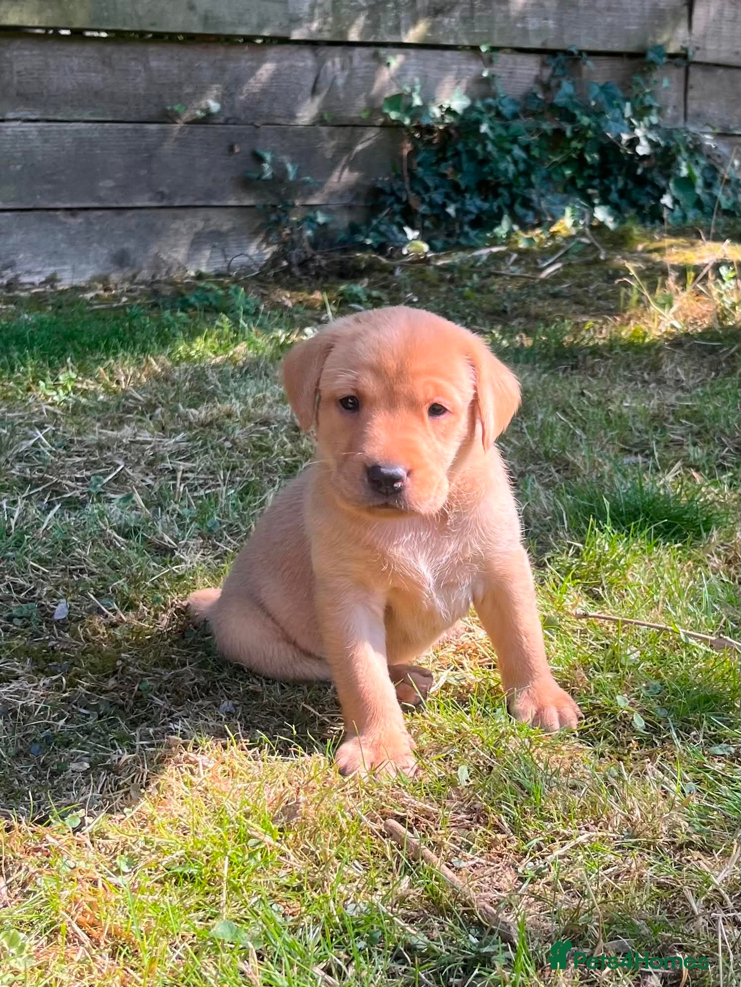 Labrador Retriever dogs Stunning Litter of KC Reg Labrador Puppies - Advert 2