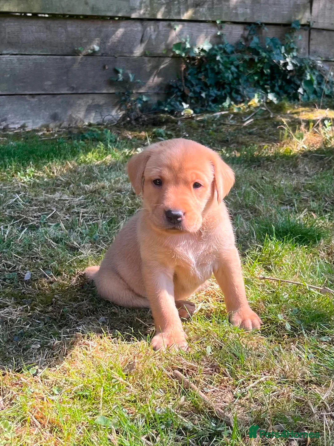 Labrador Retriever dogs for sale: Stunning Litter of KC Reg Labrador Puppies - Advert 2