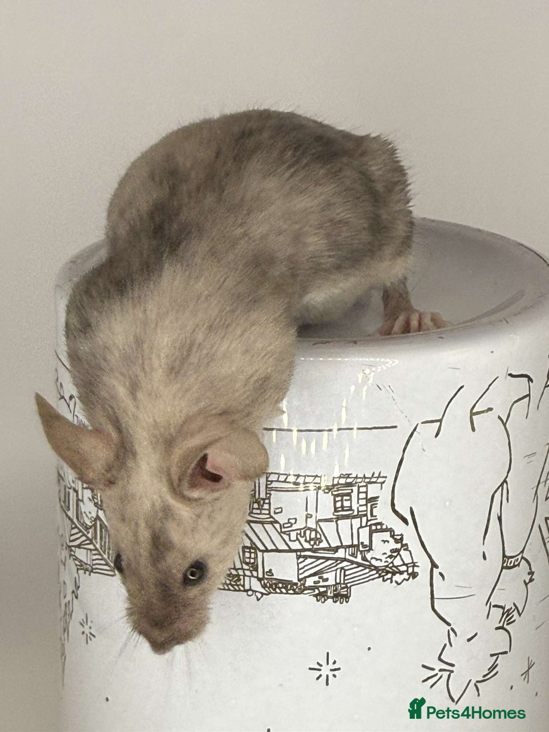 Mouse rodents for sale: Fancy mouse waiting list in Milton Keynes - Image 5