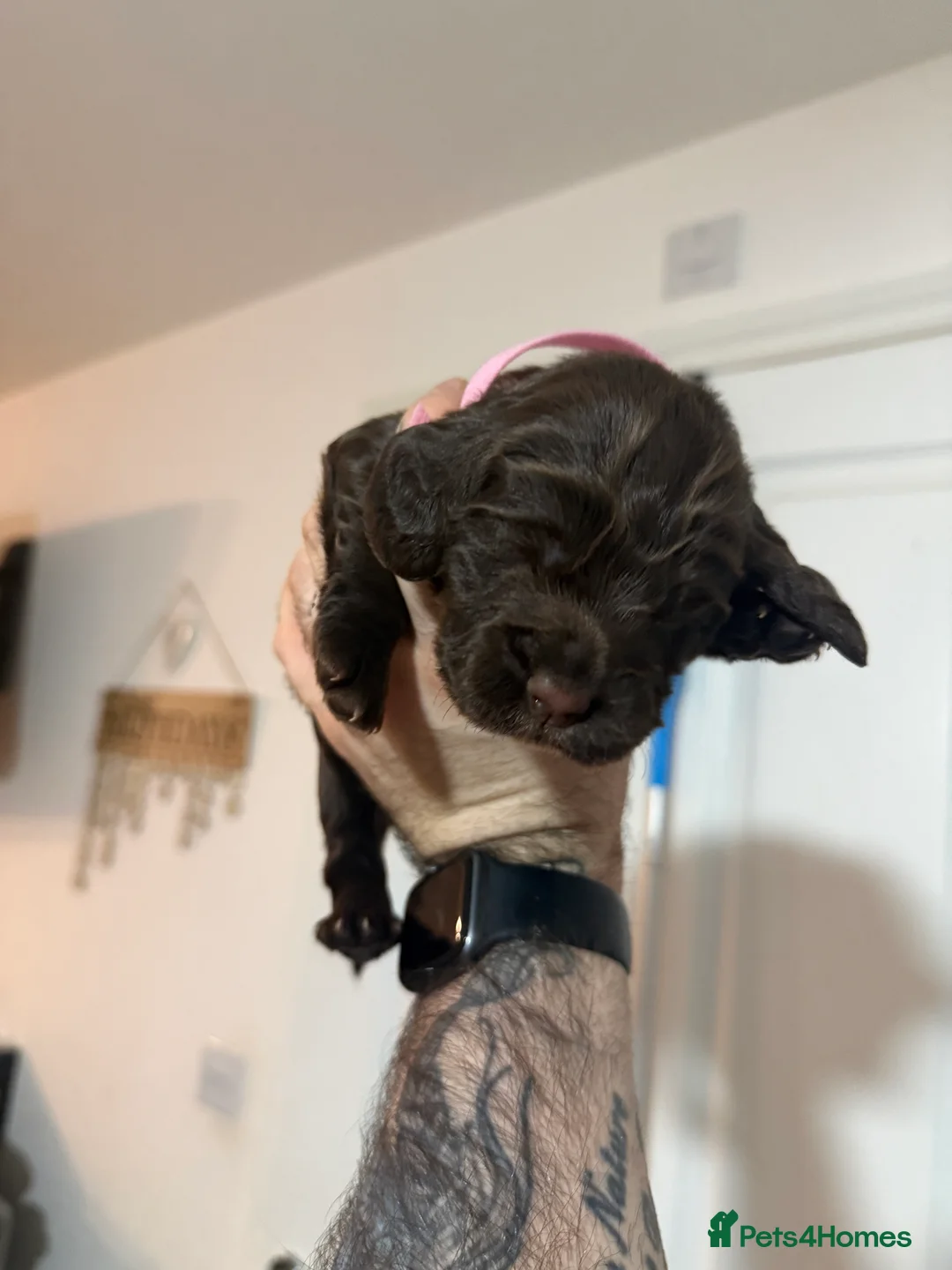Cocker Spaniel dogs for sale: 3 Cocker Spaniel puppies. AVAILABLE TO VIEW - Advert 21
