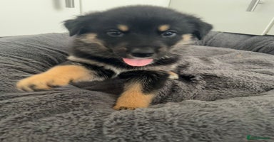 Mixed Breed dogs - Advert 2