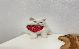 Persian cats for sale: Lovely Persian cats  - Image 2