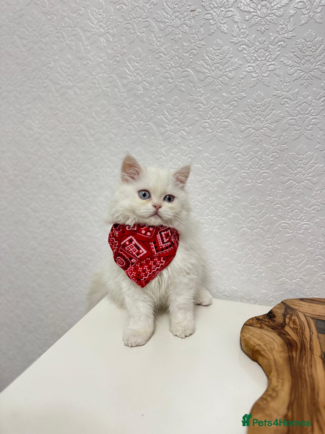 Persian cats for sale: Lovely Persian cats  - Image 2