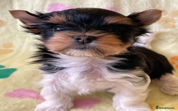 Yorkshire Terrier dogs for sale: York puppies for sale - Image 30