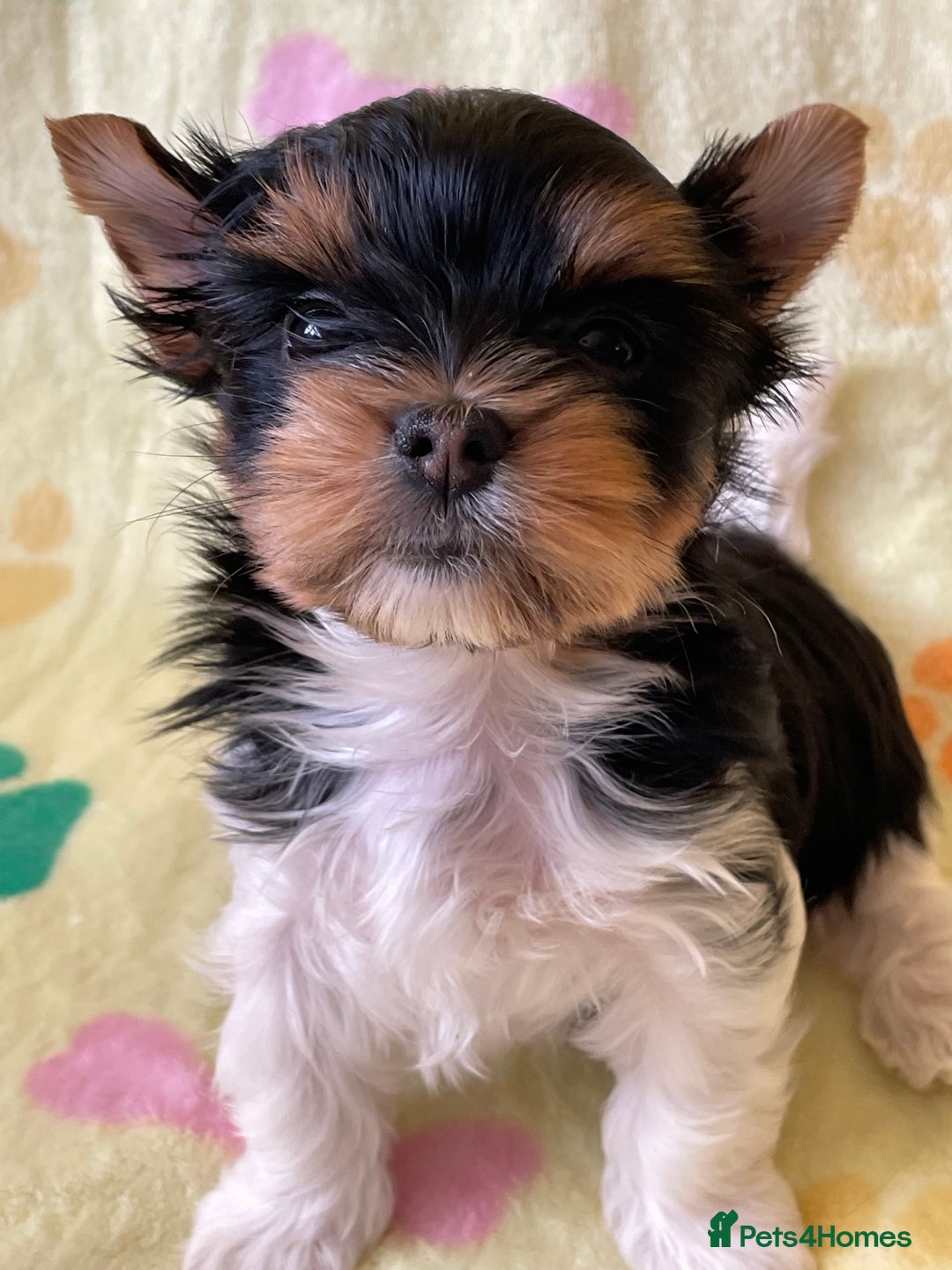 Yorkshire Terrier dogs for sale: York puppies for sale - Image 30