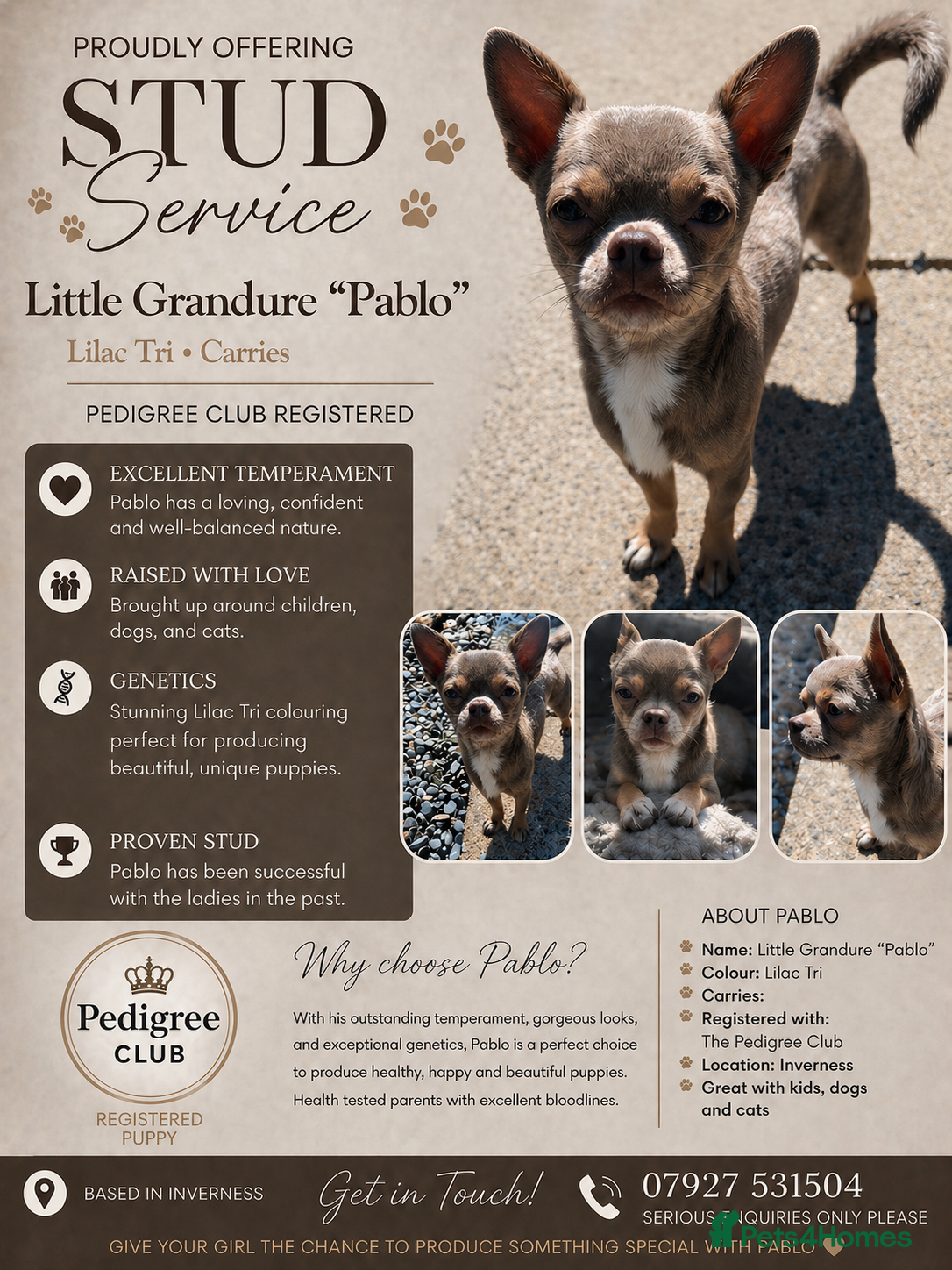Chihuahua dogs Little Grandure - Advert 4