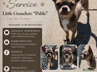 Chihuahua dogs Little Grandure - Advert 4