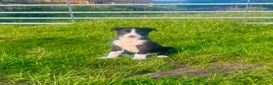 Border Collie Puppy 2