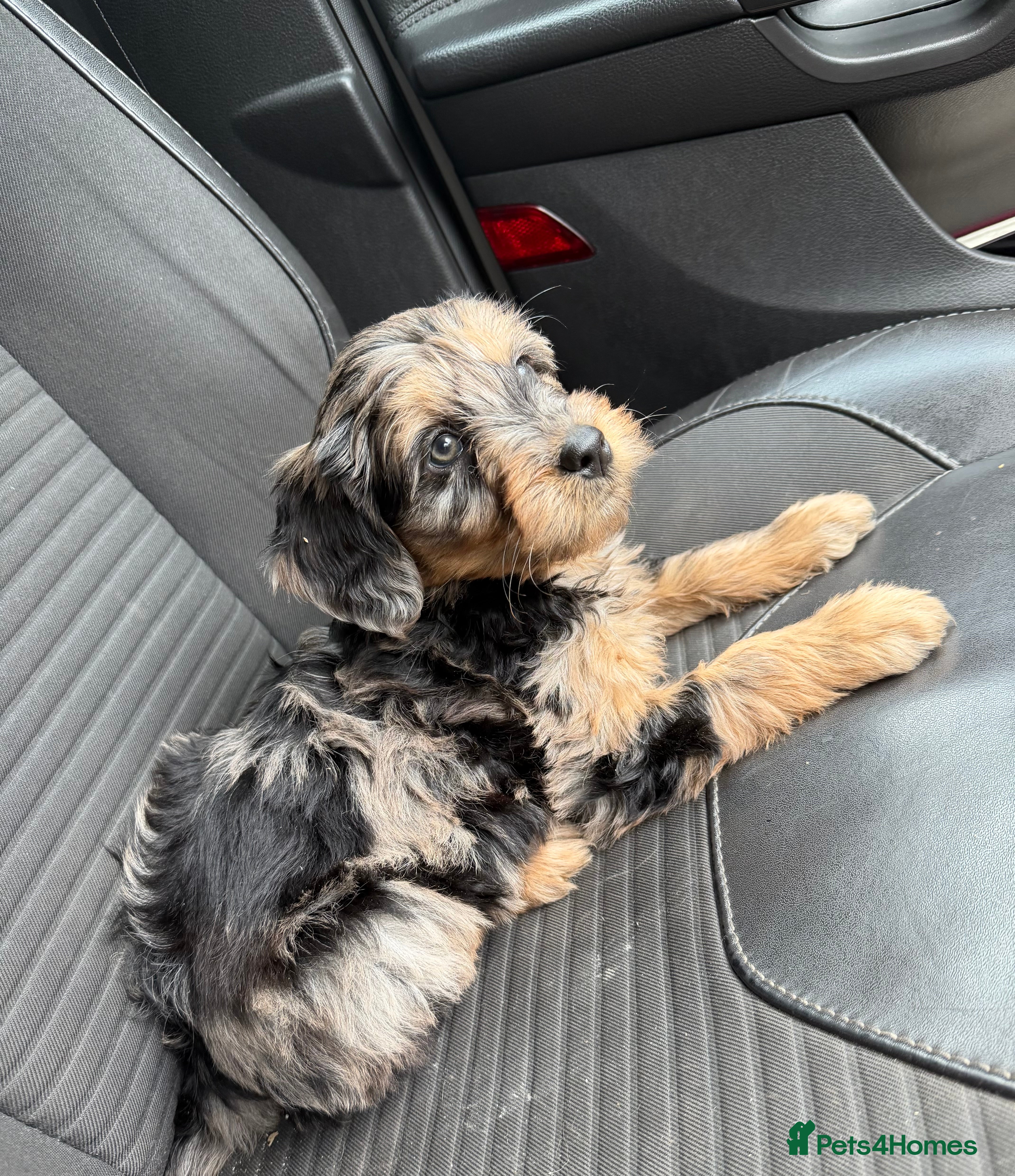 Mini Goldendoodle dogs Extensively health tested F1 goldendoodle puppies  - Advert 8