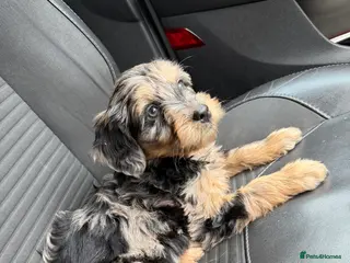 Mini Goldendoodle dogs Extensively health tested F1 goldendoodle puppies - Advert 8