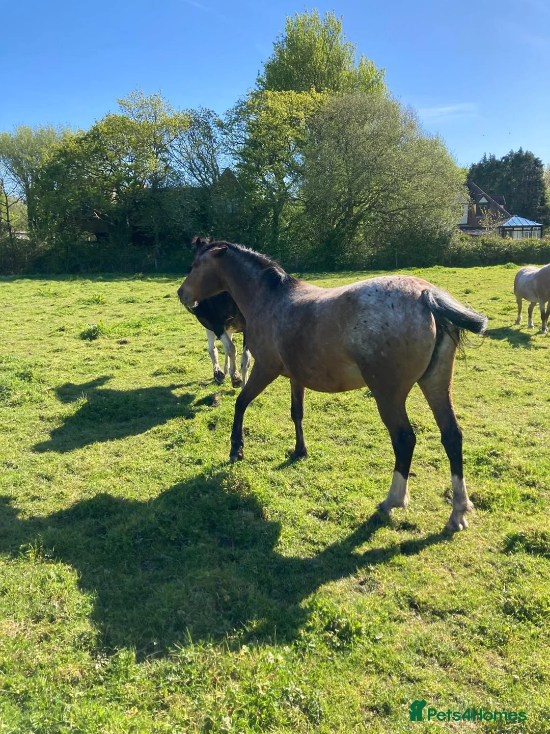 Appaloosa horses for sale: Fetti in Burry Port - Advert 2