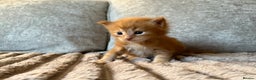 Maine Coon cats for sale: Beautiful Maine Coon Kittens - Advert 3