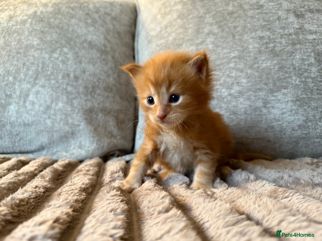 Maine Coon cats for sale: Beautiful Maine Coon Kittens - Advert 3
