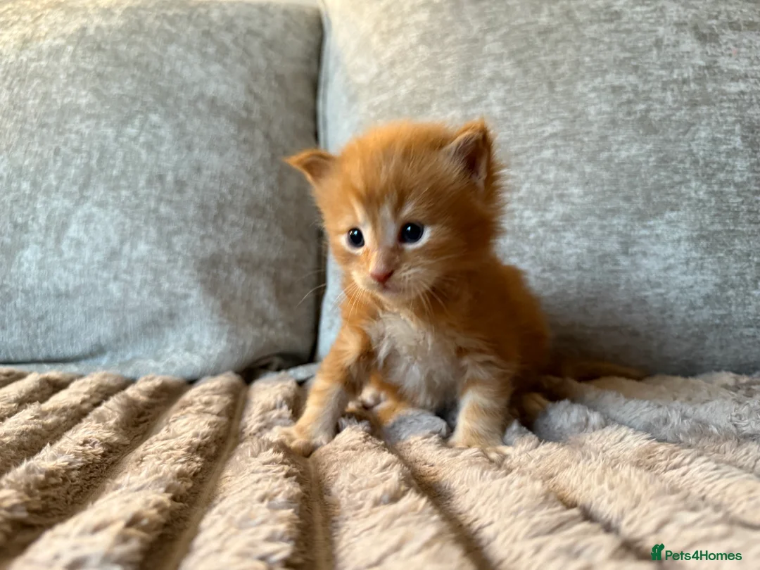 Maine Coon cats for sale: Beautiful Maine Coon Kittens - Advert 12