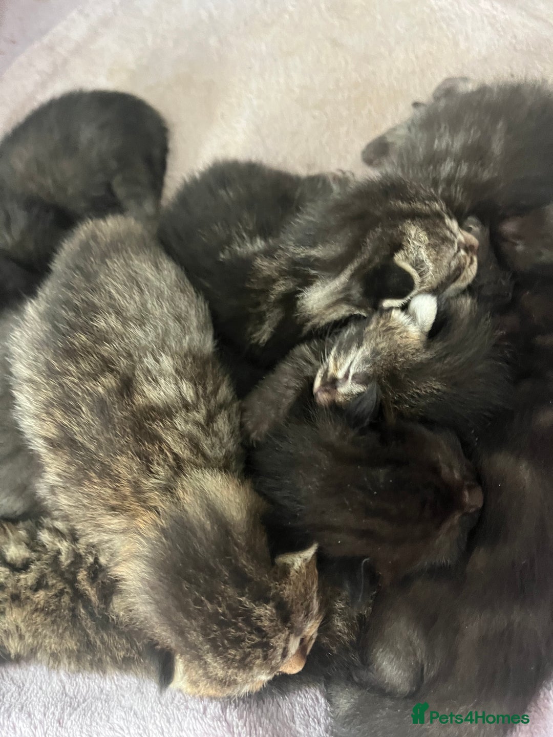 British Shorthair cats for sale: Lovely kittens - Image 10