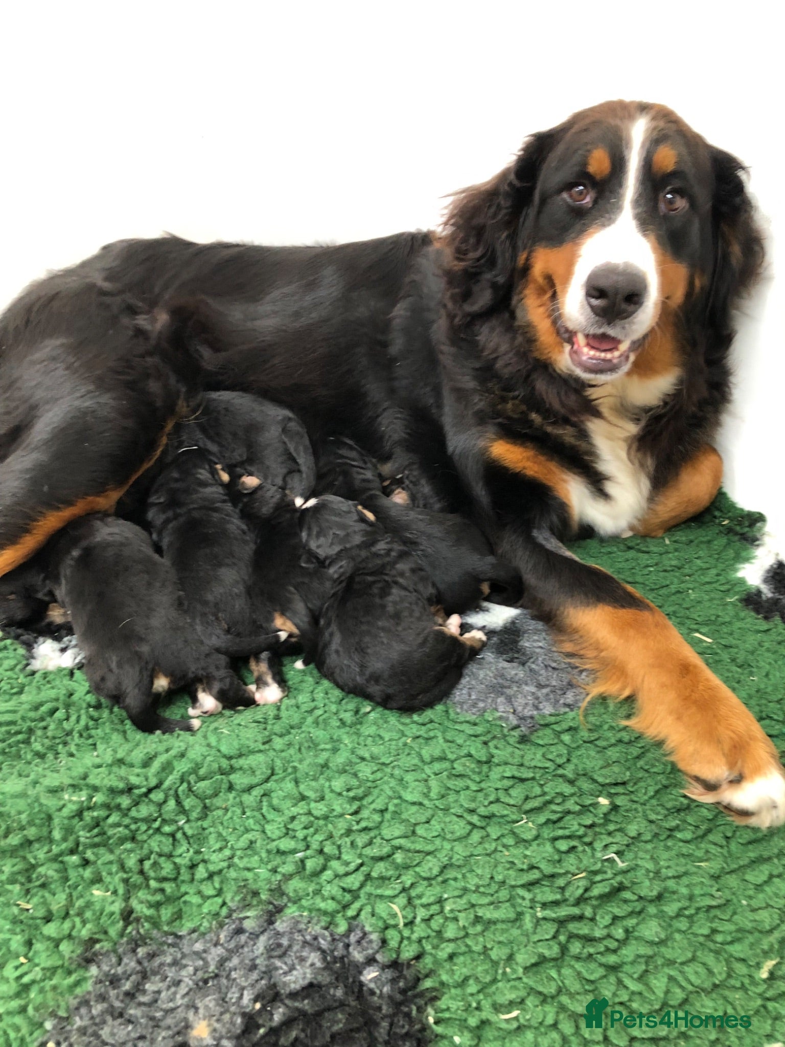 Bernese Mountain Dog dogs Stunning Bernese mountain puppies - Advert 14