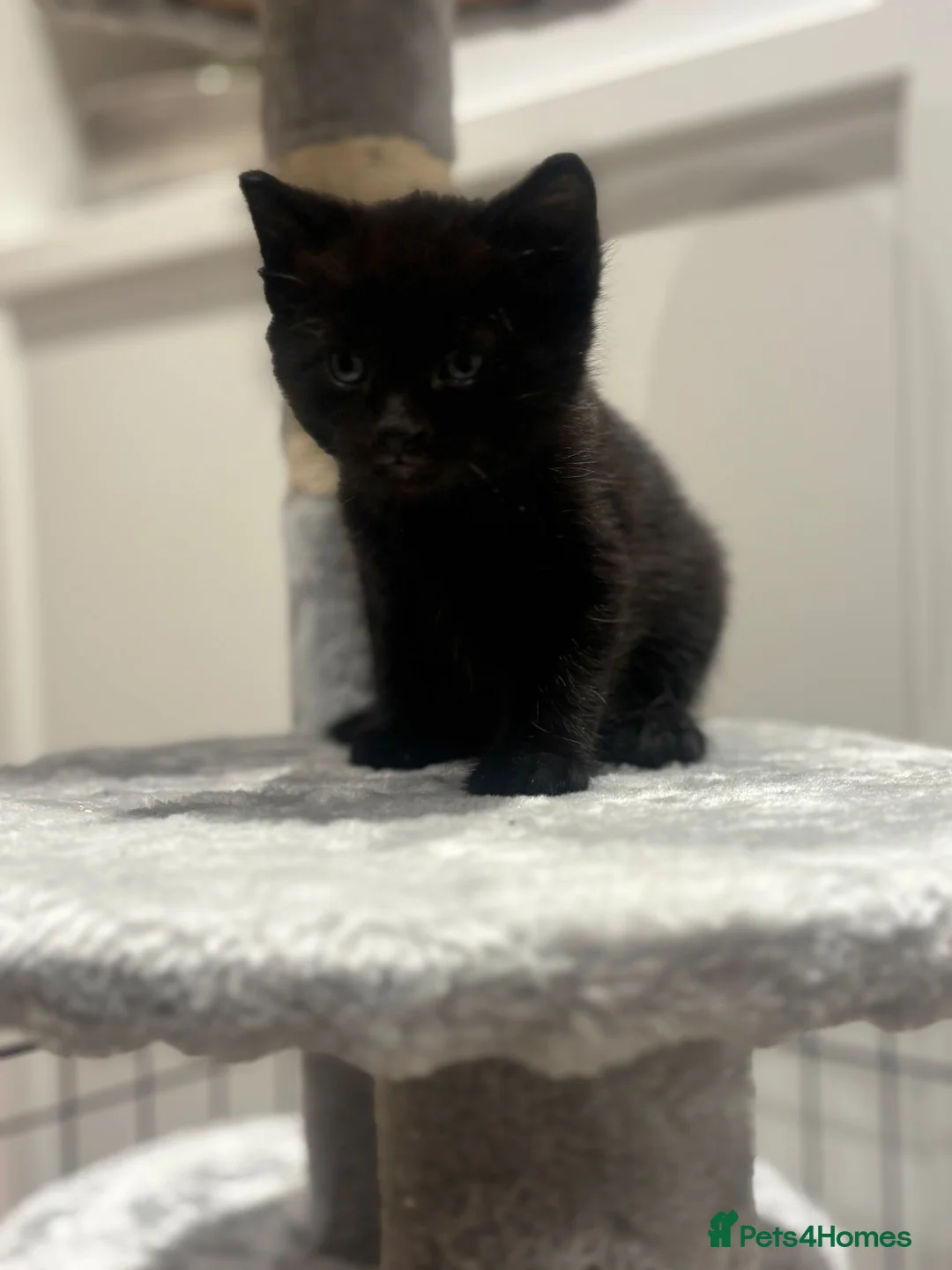 Domestic Shorthair cats for sale: Litter of kittens - Advert 17