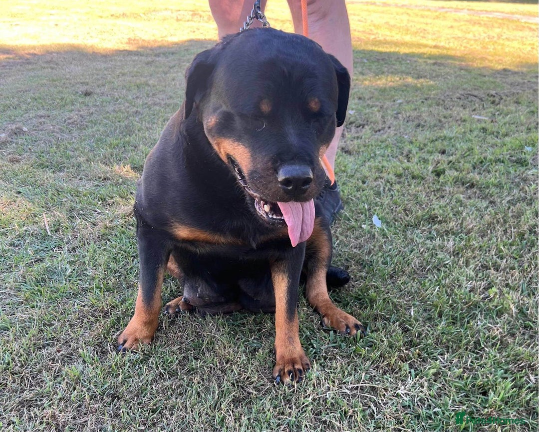 Rottweiler dogs for sale: Rottweiler purebred Puppies - Image 5