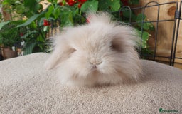 Mini Lion Lop rabbits for sale: Baby single maned lionlops - Image 3