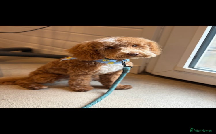 Cockapoo dogs - Advert 10