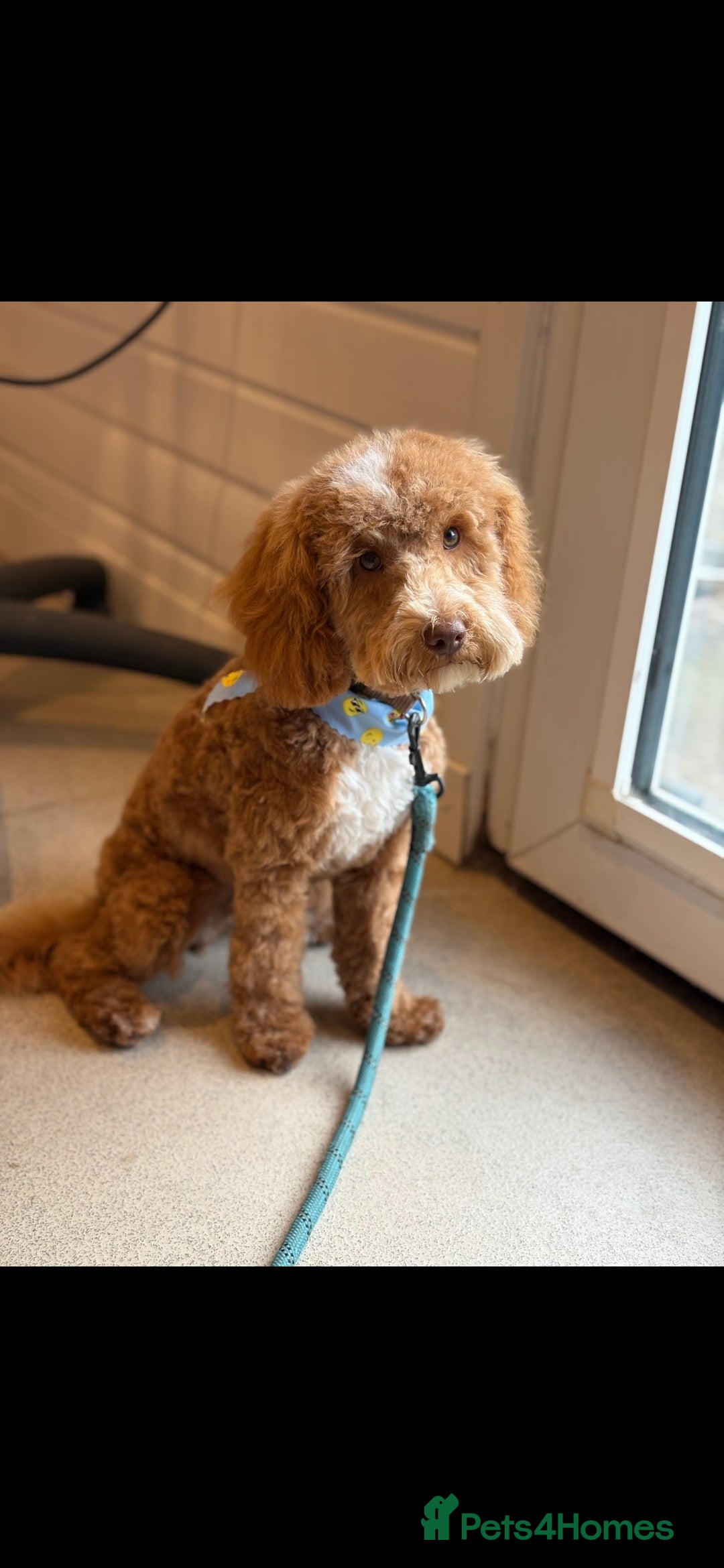 Cockapoo dogs for sale: Cockerpoo 8 months boy - Image 1