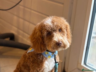 Cockapoo dogs PENDING Cockerpoo 8 months boy - Advert 4