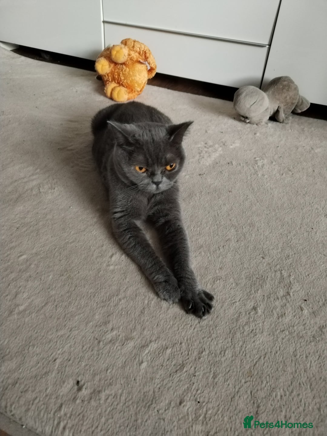 Mixed Breed cats for sale: Lovely kitchen boy looking new home  - Advert 1