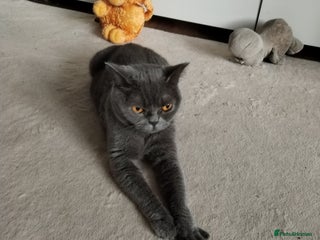 Mixed Breed cats for sale: Lovely kitchen boy looking new home - Advert 1