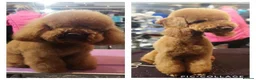 Miniature Poodle dogs for stud: FOR STUD. WELL PROVEN MINIATURE POODLE in Grimsby - Advert 33