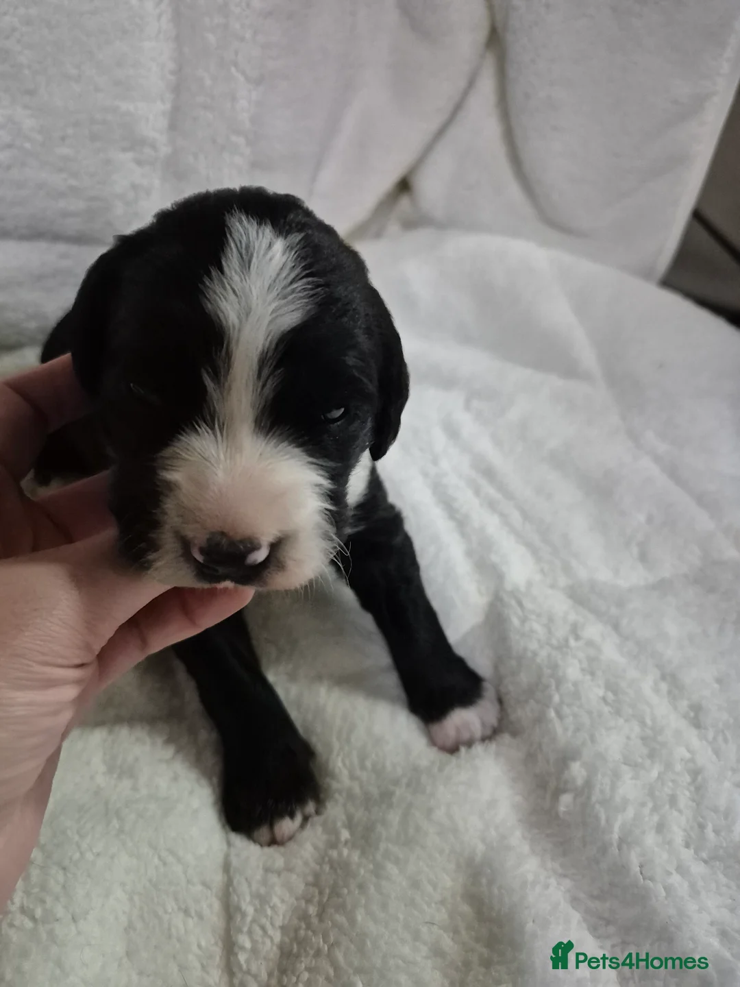 Sprollie dogs for sale: 3/4 Springer Spaniel Puppies - Sprollies - Advert 4
