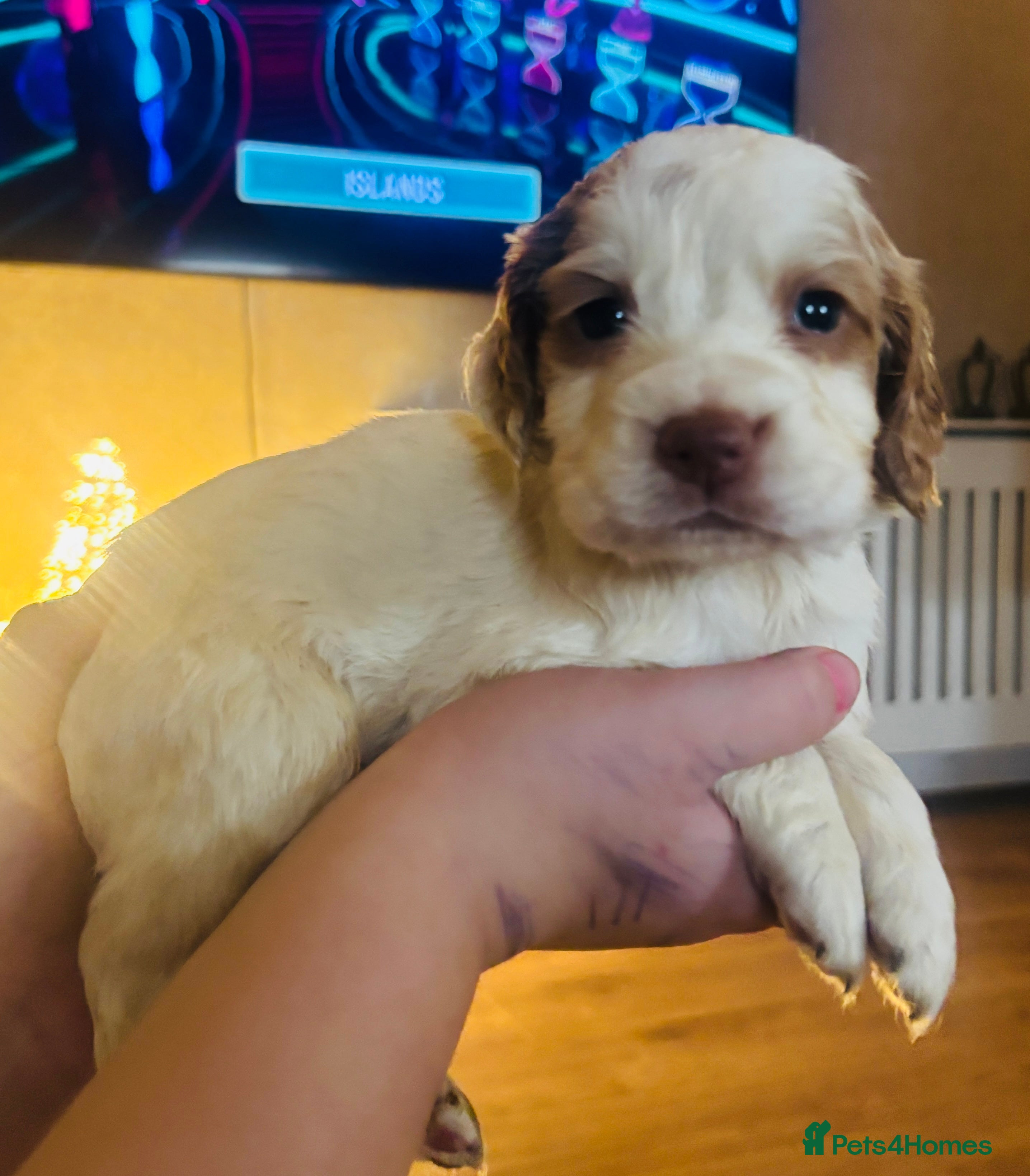 Cocker Spaniel dogs KC cocker spaniel boys left lemon and red  - Advert 2