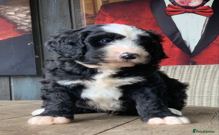 Bernedoodle dogs - Advert 2