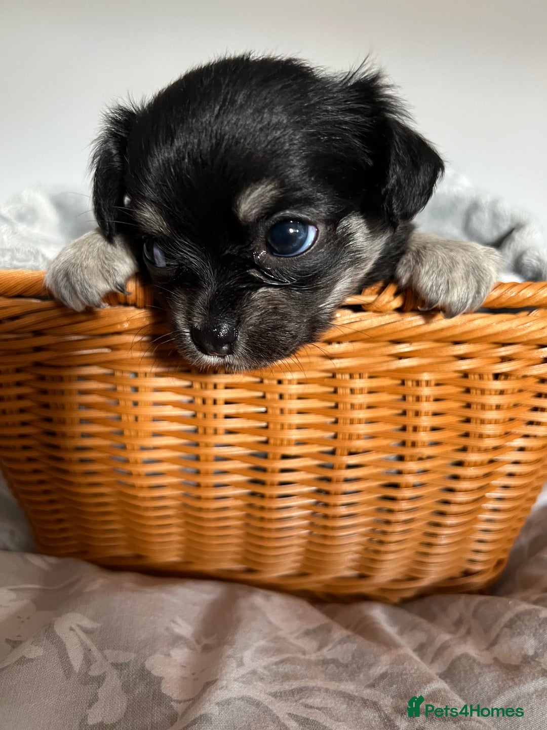 Chihuahua dogs for sale: Beautiful boy long hair Chihuahuas for sale  - Image 8