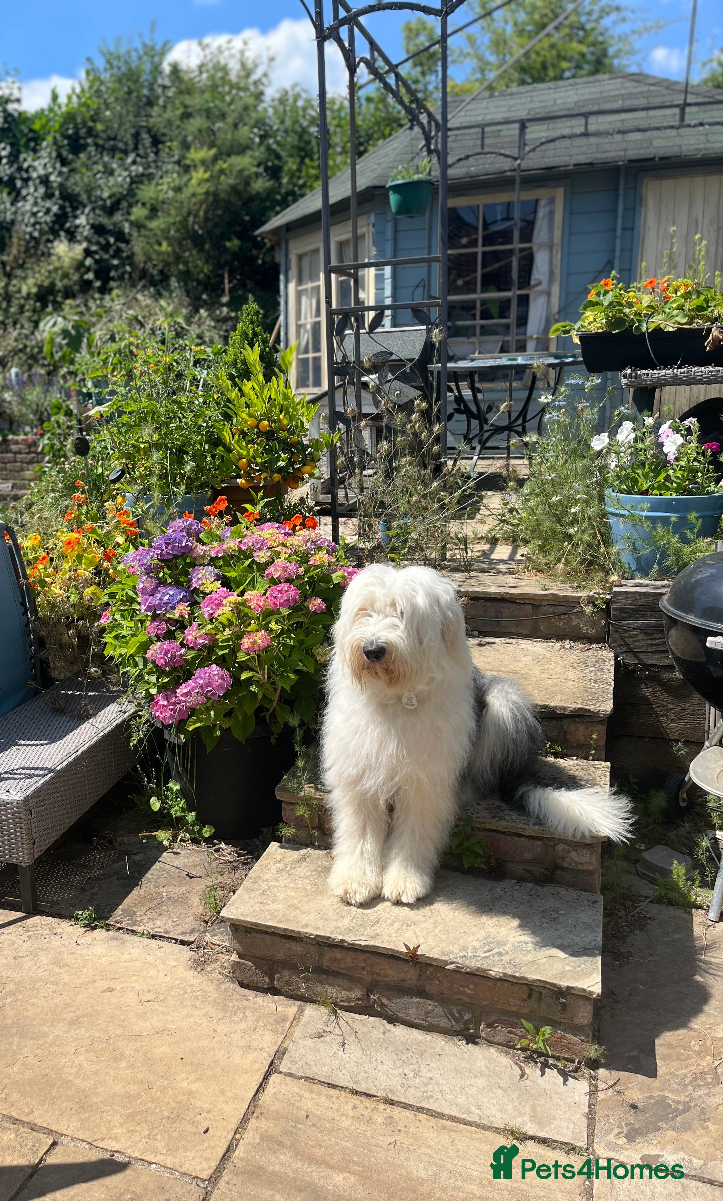 Old English Sheepdog dogs Old English Sheepdog Puppies - Advert 4