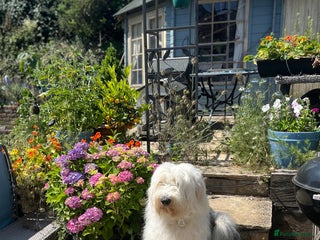 Old English Sheepdog dogs Old English Sheepdog Puppies - Advert 3