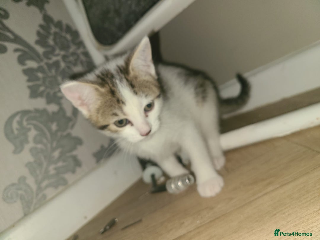 Mixed Breed cats for sale: Lilac & gold kittens  - Advert 14