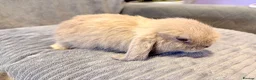 Mini Lop rabbits for sale: Pure Mini Lop Rabbits - Advert 6