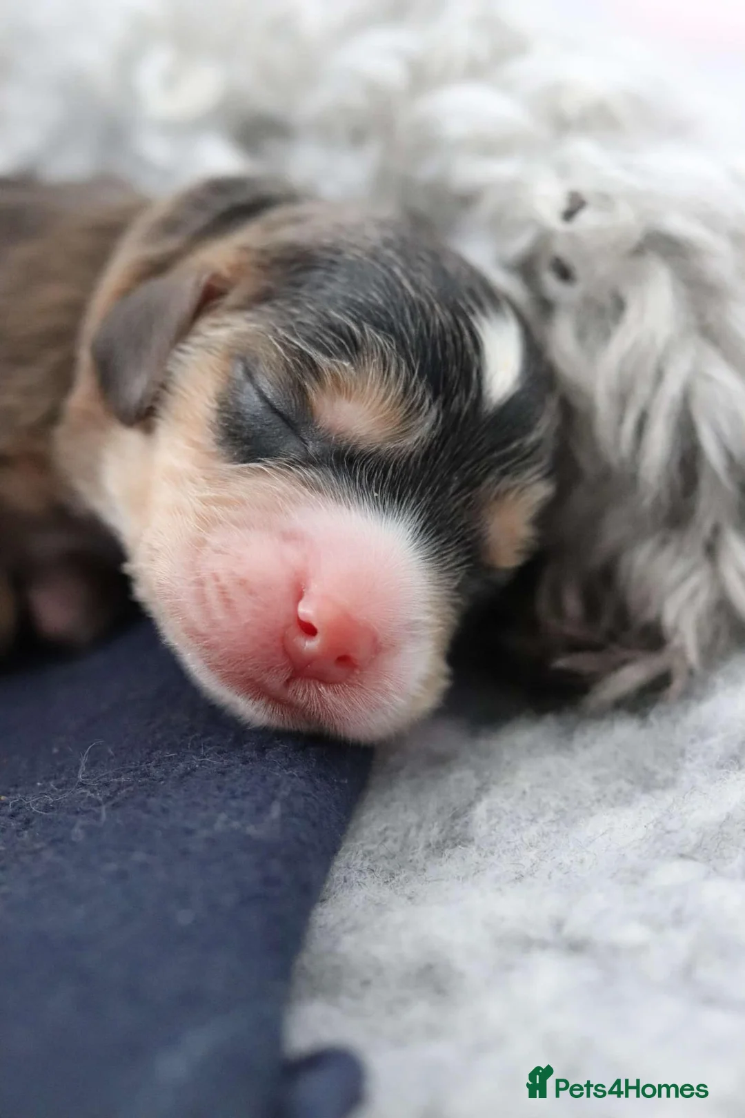 Cockapoo dogs for stud: Stunning Sable F1 Cockapoo DNA health tested clear in Cannock - Advert 26