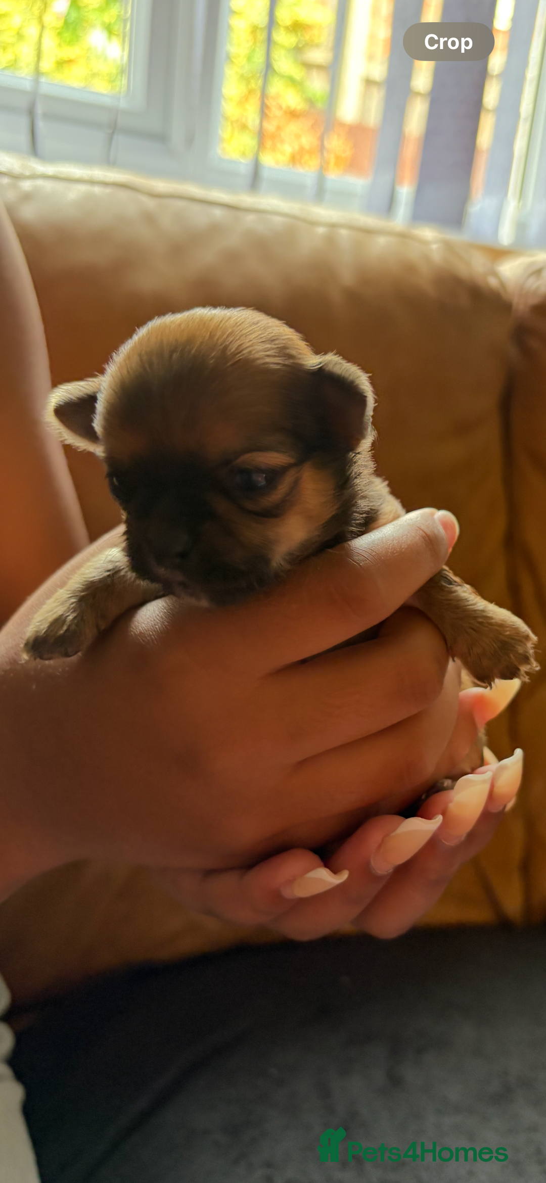 Chihuahua dogs for sale: KC Champion Lines Miniature Chihuahua Puppies - Image 16