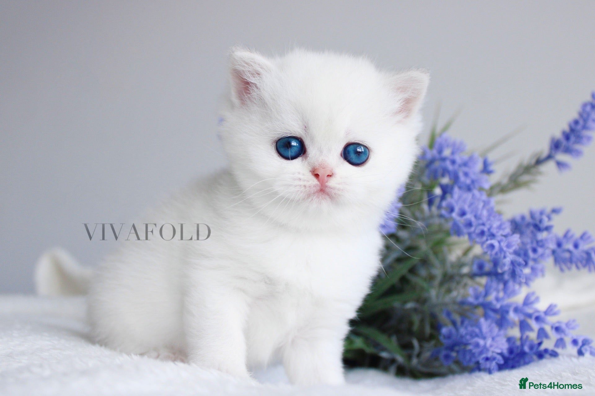 British Shorthair cats     Exclusive VivaFold Blue-Eyed Kittens - Advert 18