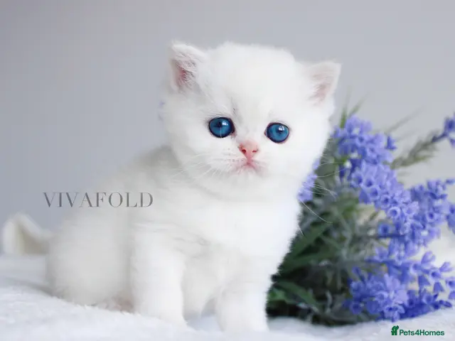British Shorthair cats Exclusive VivaFold Blue-Eyed Kittens - Advert 1
