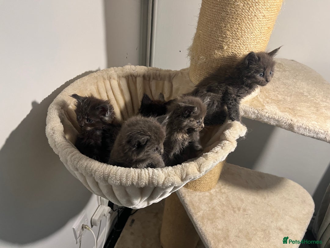 Maine Coon cats for sale: Main coon kittens  - Image 5