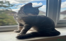 British Shorthair cats for sale: Female British Short Hair Kitten for sale - Image 4