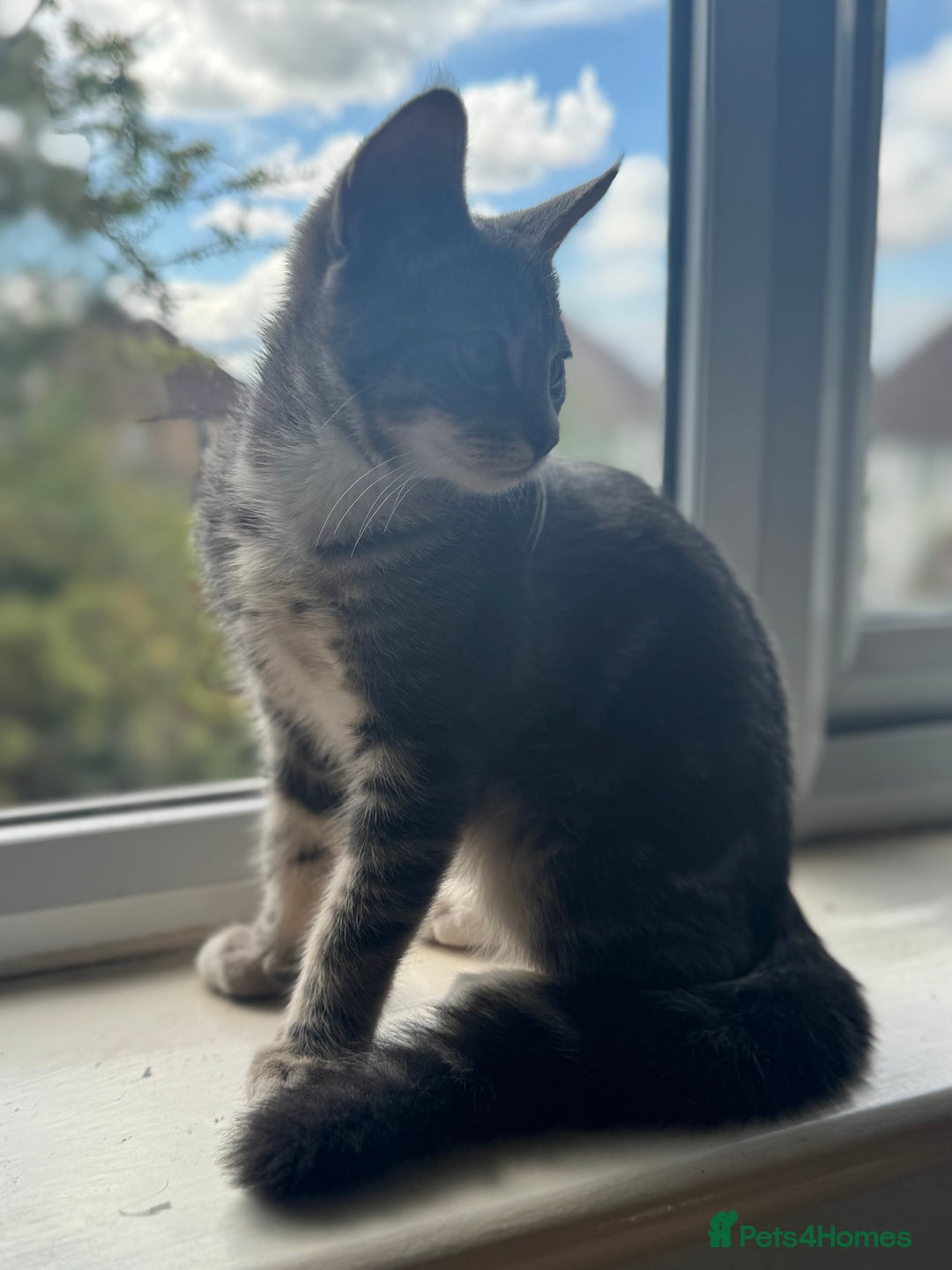 British Shorthair cats for sale: Female British Short Hair Kitten for sale - Image 4