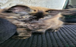 Maine Coon cats for sale: ⭐️⭐️LAST MAINECOON BABY LEFT.⭐️⭐️ in Southampton - Image 26