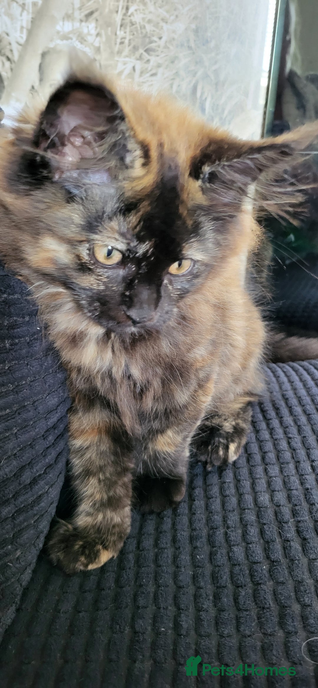Maine Coon cats for sale: ⭐️⭐️LAST MAINECOON BABY LEFT.⭐️⭐️ in Southampton - Image 26