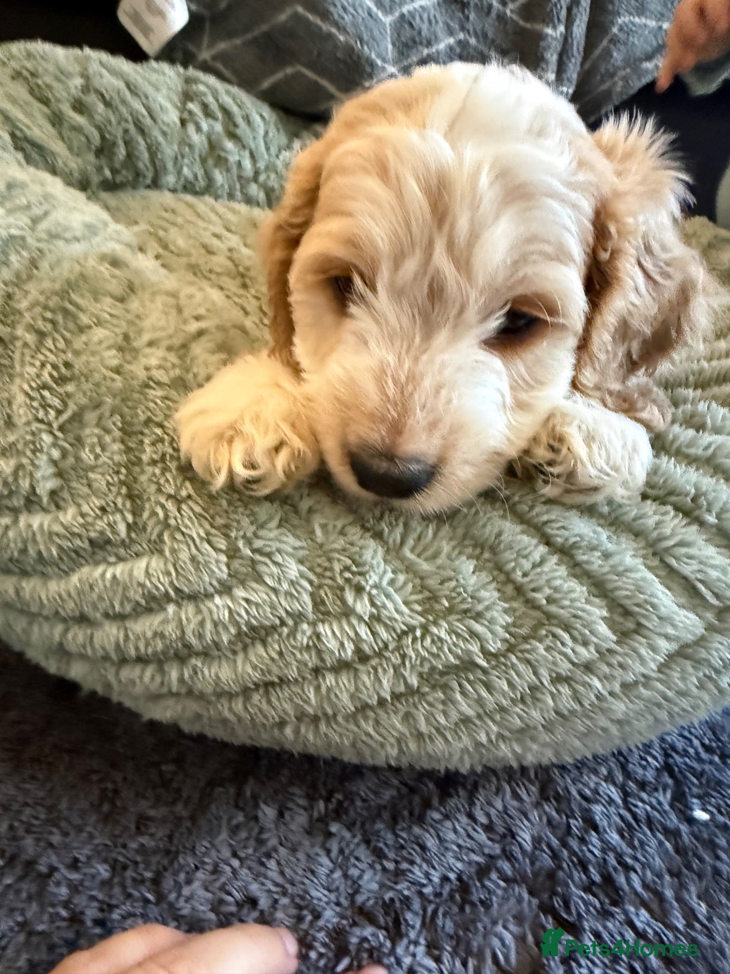 Cockapoo dogs F1B Cockapoo puppies - Advert 1