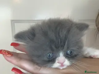 Persian cats Rainbow Persian kittens READY 21st FEBRUARY - Advert 8