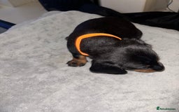 Mixed Breed dogs for sale: Doxiepoo puppies  - Image 9